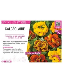 CALCÉOLAIRE