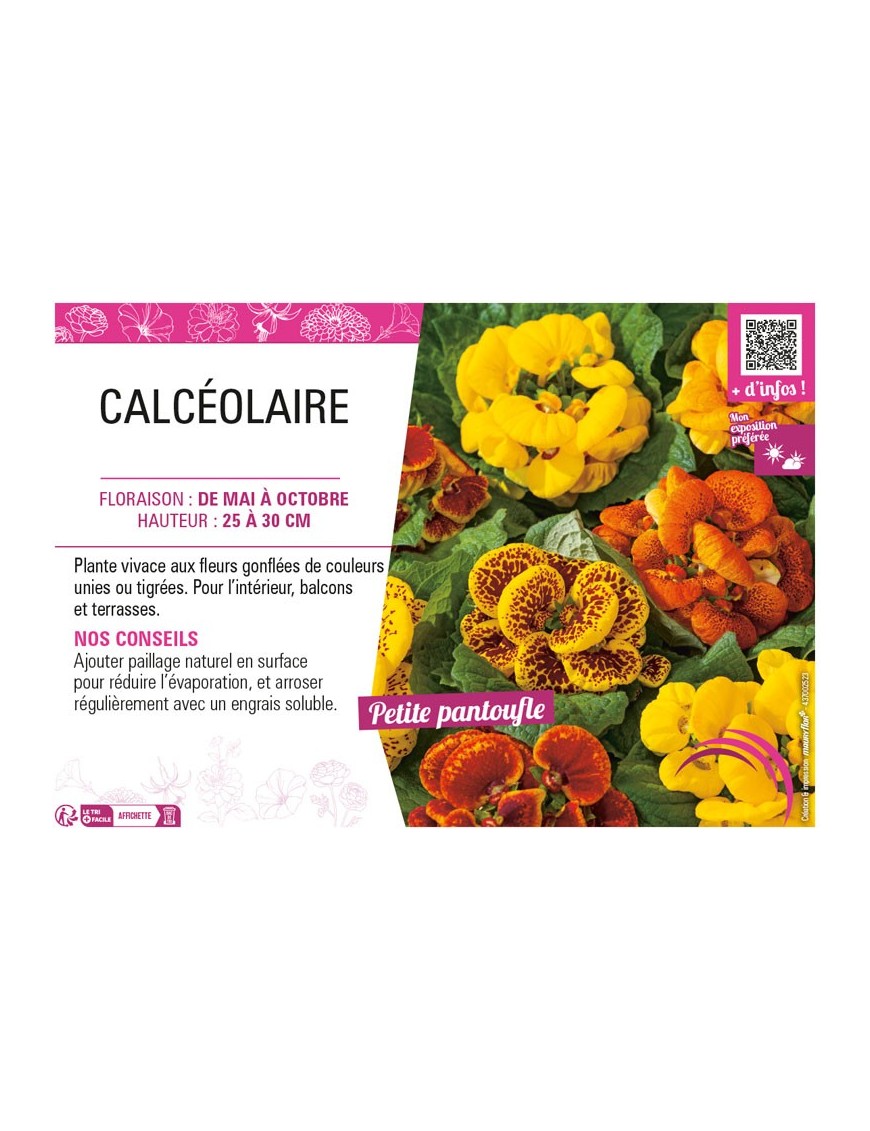 CALCÉOLAIRE