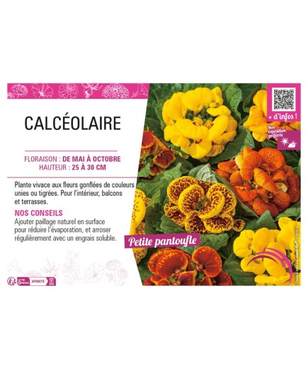 CALCÉOLAIRE