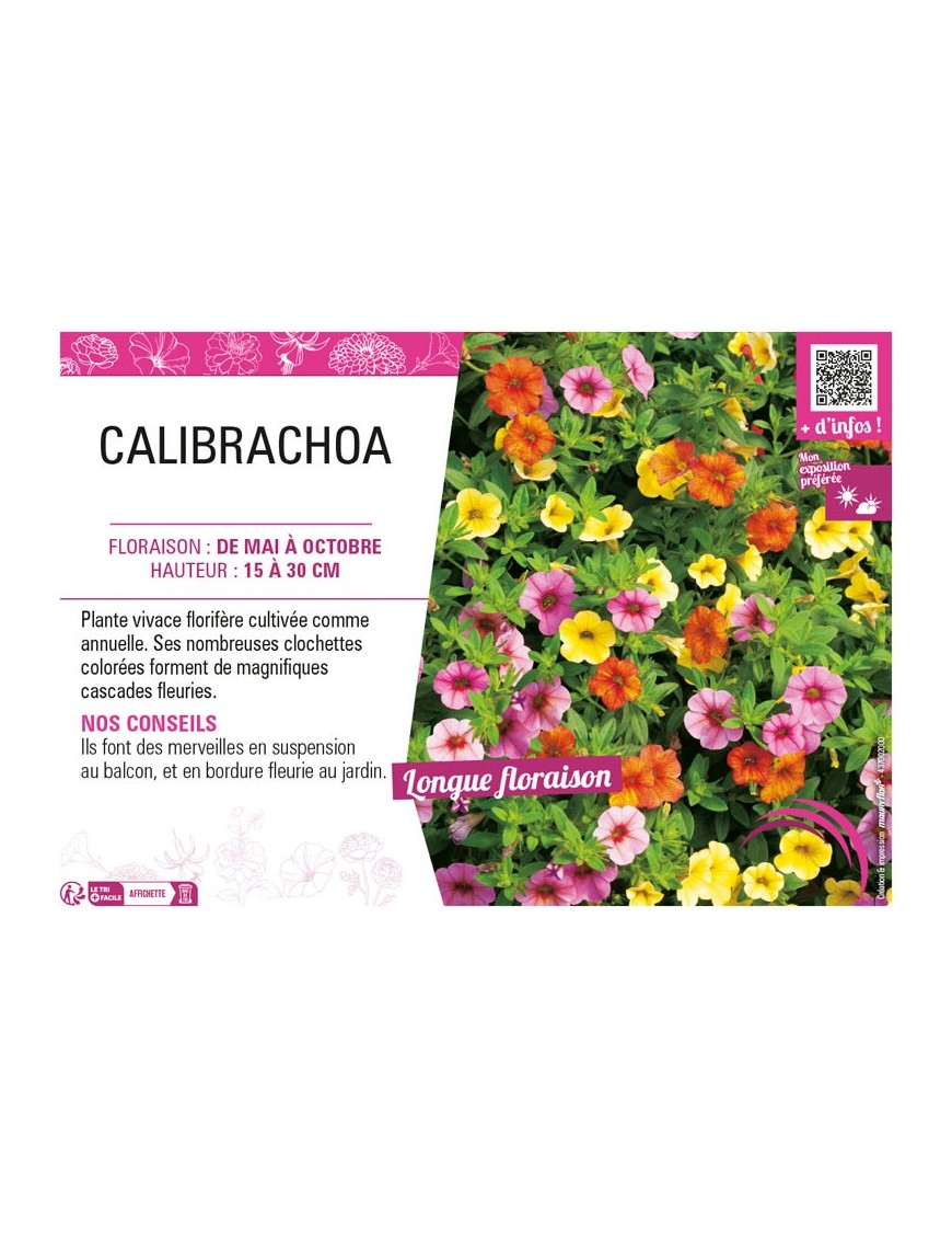 CALIBRACHOA