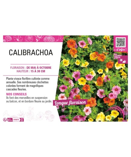 CALIBRACHOA