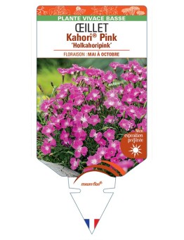 DIANTHUS Kahori® Pink Holkahoripink voir Œillet