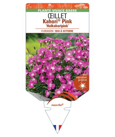 DIANTHUS Kahori® Pink Holkahoripink voir Œillet