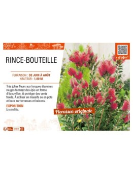 CALLISTEMON X LAEVIS voir RINCE-BOUTEILLE