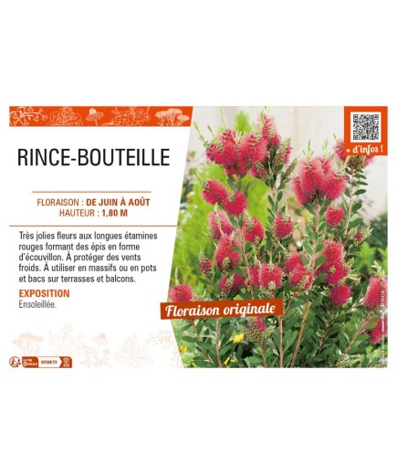 CALLISTEMON X LAEVIS voir RINCE-BOUTEILLE