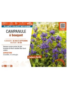 CAMPANULA À BOUQUET (GLOMERATA)