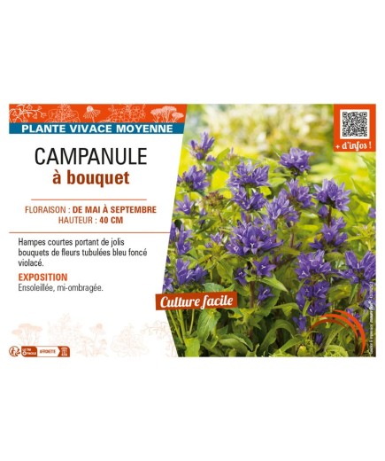 CAMPANULA À BOUQUET (GLOMERATA)