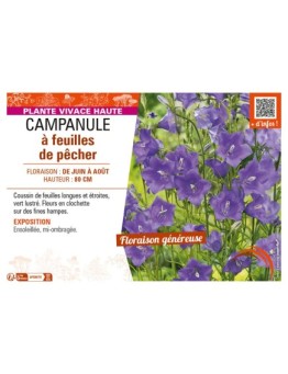 CAMPANULA À FEUILLES DE PÊCHER (PERSICIFOLIA)