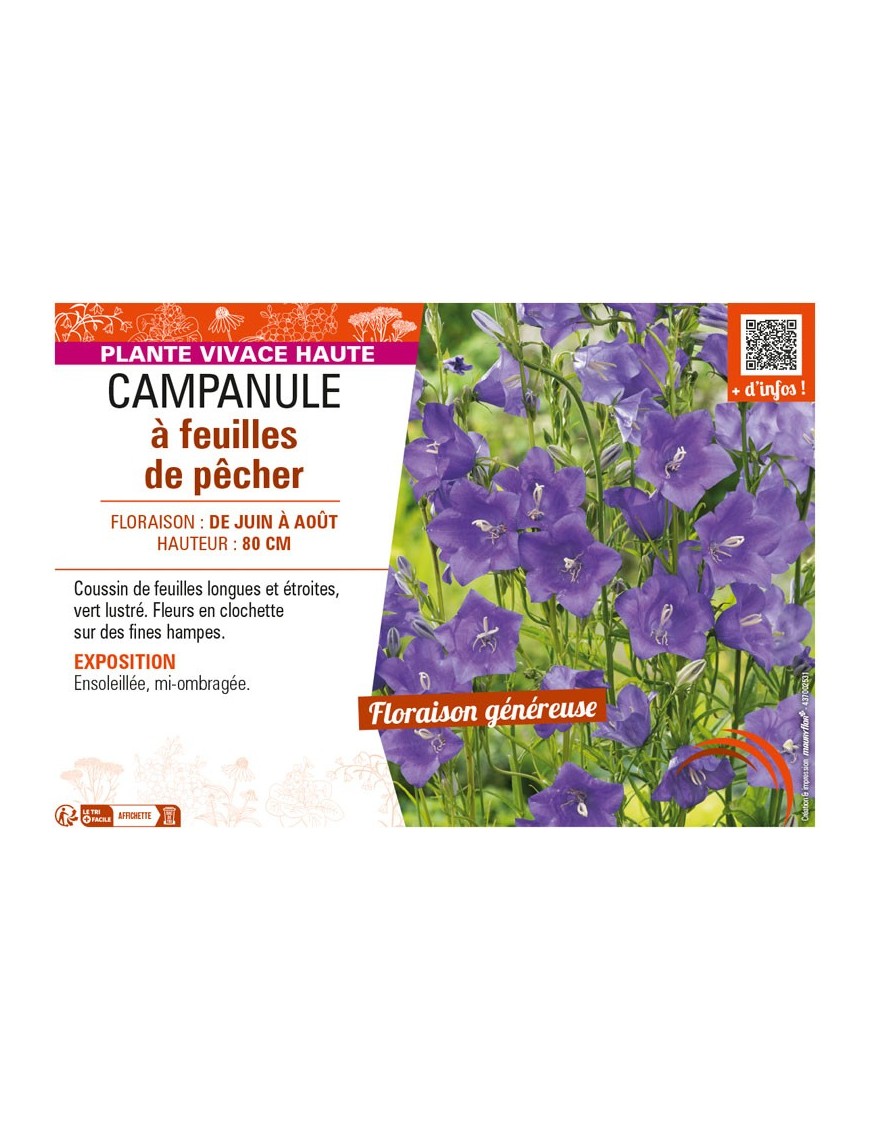 CAMPANULA À FEUILLES DE PÊCHER (PERSICIFOLIA)