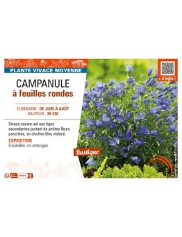 CAMPANULA À FEUILLES RONDES (ROTUNDIFOLIA)