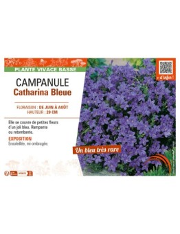 CAMPANULA CATHARINA BLEUE