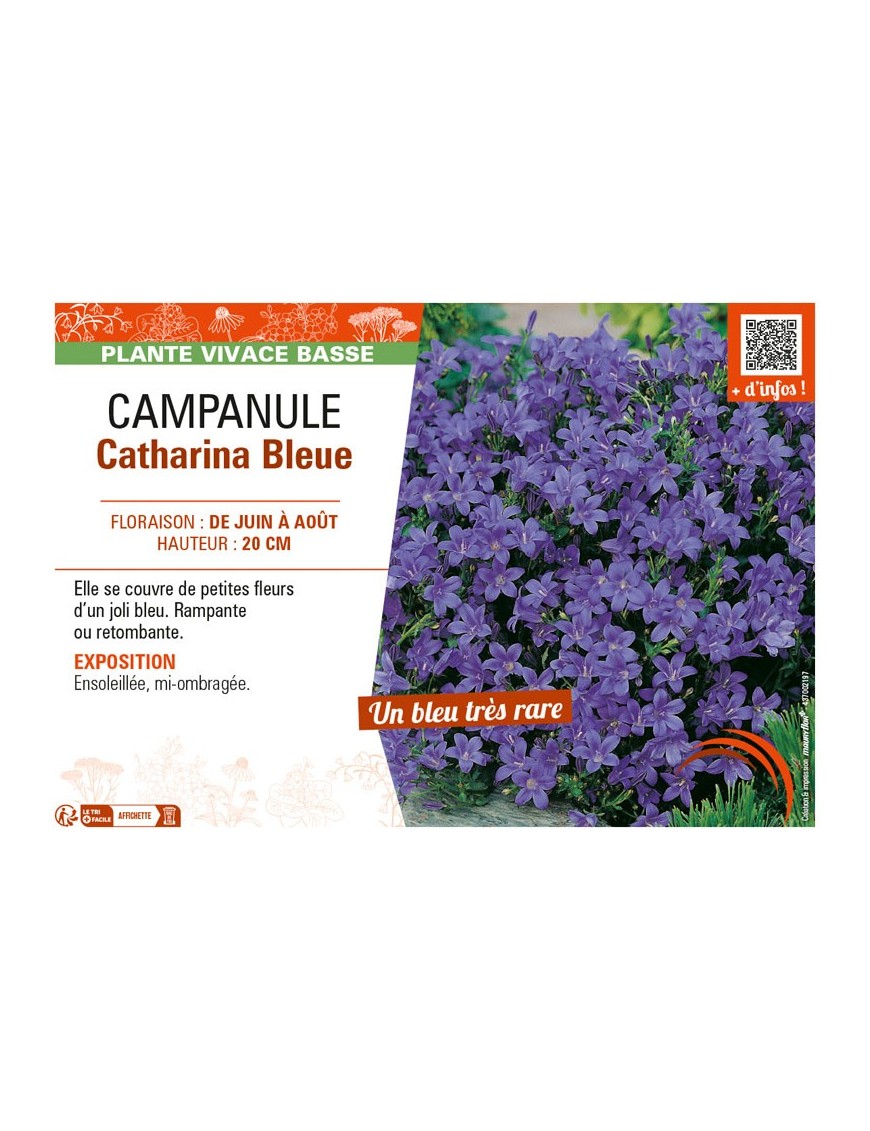 CAMPANULA CATHARINA BLEUE