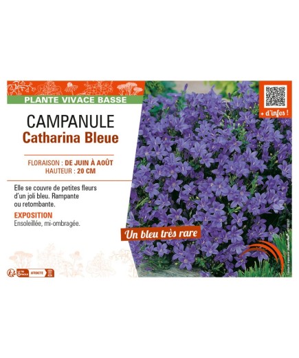 CAMPANULA CATHARINA BLEUE