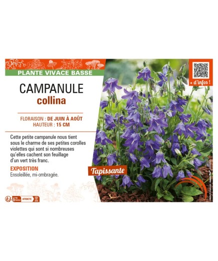 CAMPANULA COLLINA