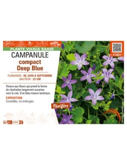 CAMPANULA COMPACT DEEP BLUE