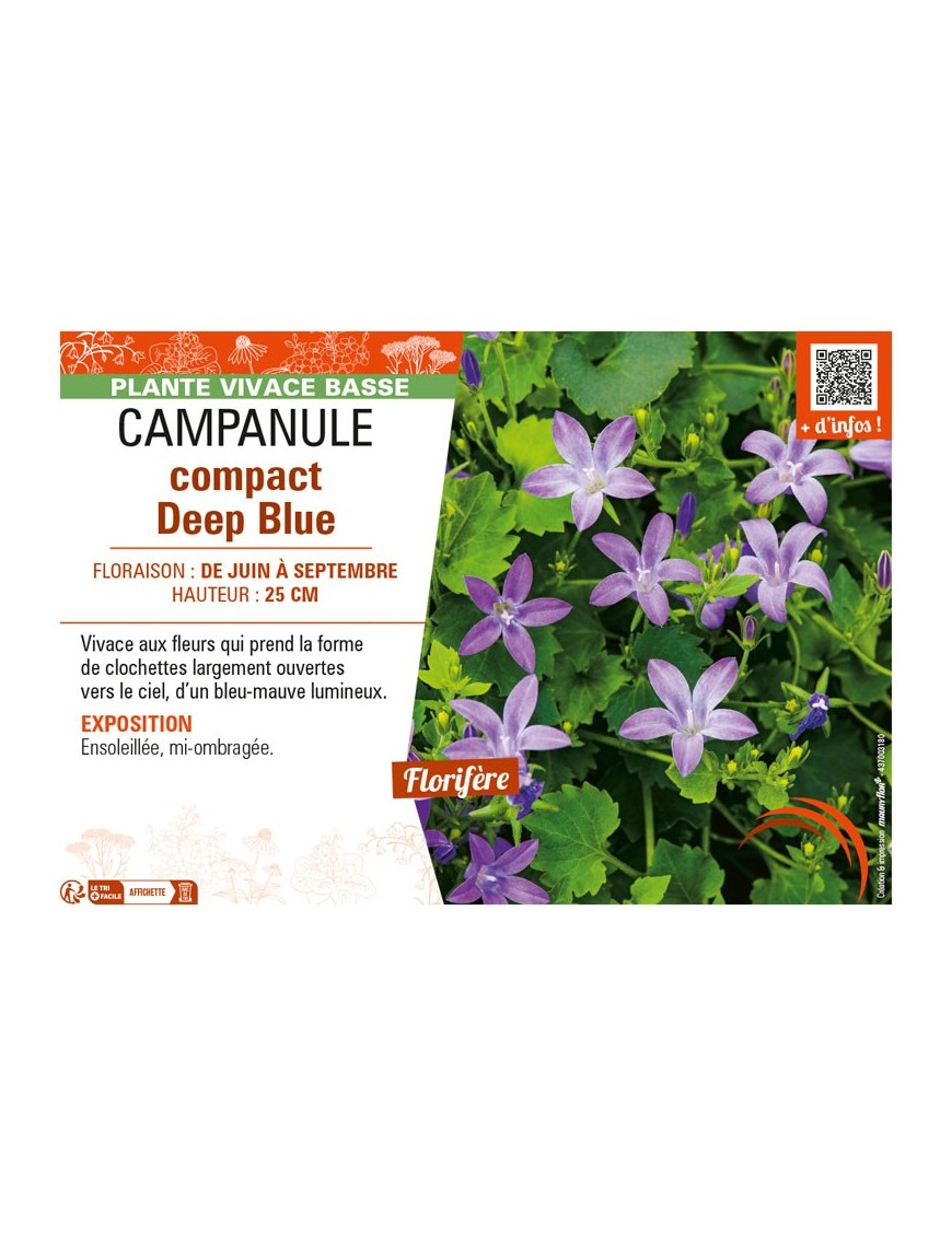 CAMPANULA COMPACT DEEP BLUE