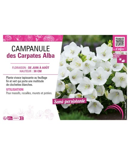 CAMPANULA DES CARPATES ALBA