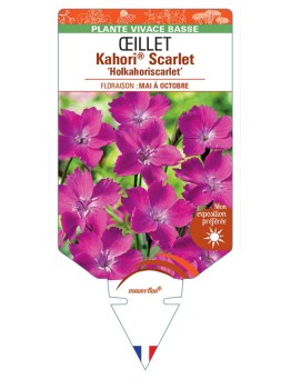 DIANTHUS Kahori® Scarlet Holkahoriscarlet voir Œillet