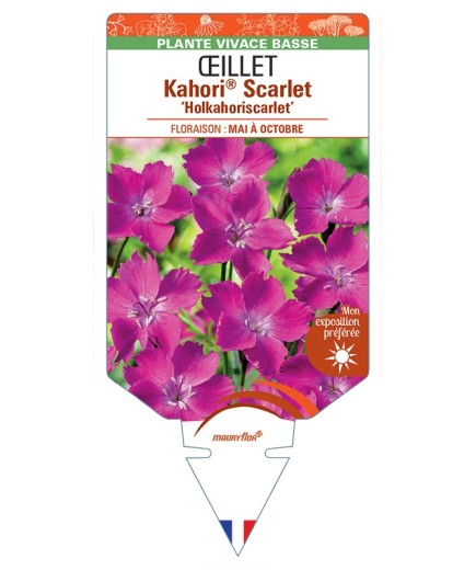 DIANTHUS Kahori® Scarlet Holkahoriscarlet voir Œillet