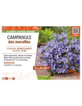 CAMPANULA DES MURAILLES