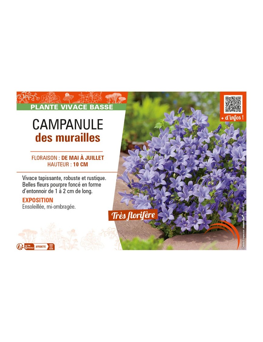 CAMPANULA DES MURAILLES