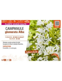 CAMPANULA GLOMERATA ALBA