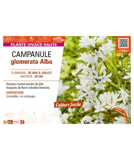 CAMPANULA GLOMERATA ALBA