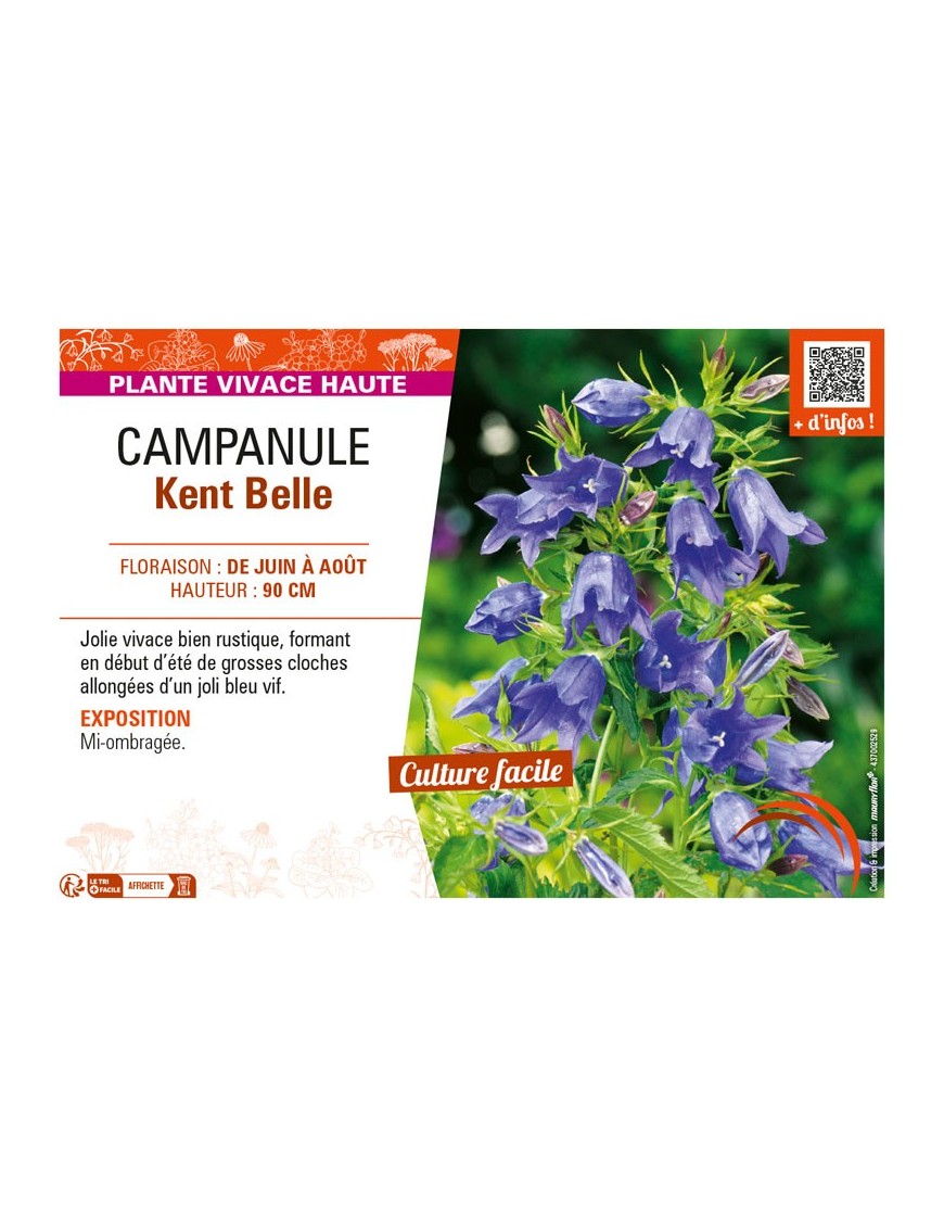 CAMPANULA KENT BELLE
