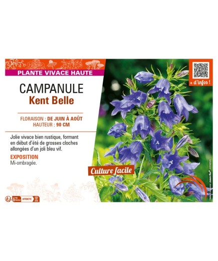 CAMPANULA KENT BELLE