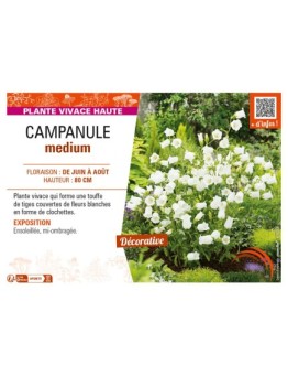 CAMPANULA medium (blanche)