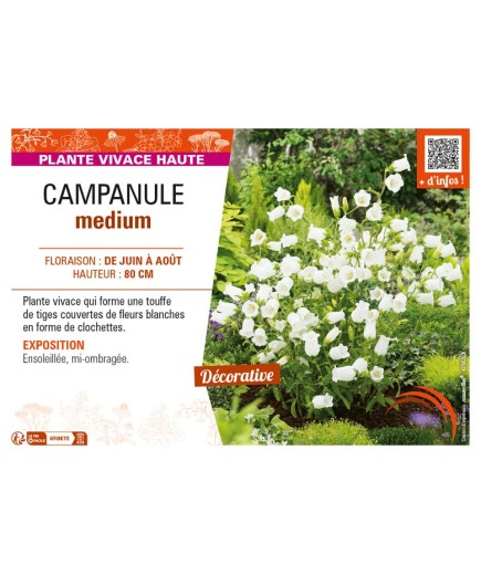 CAMPANULA medium (blanche)