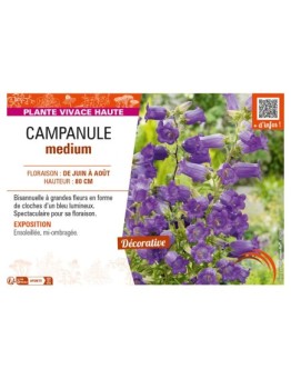 CAMPANULA medium (bleu)