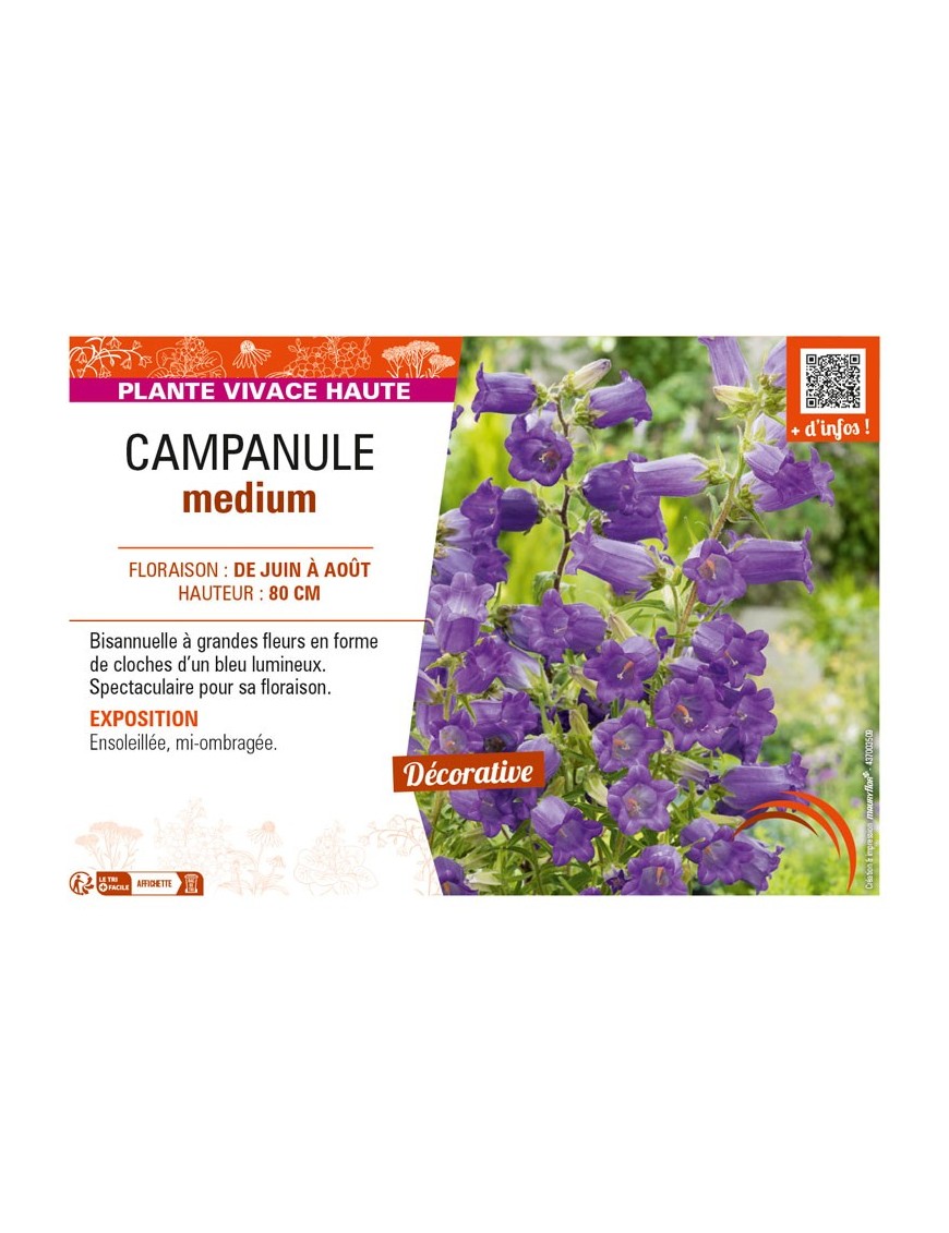 CAMPANULA medium (bleu)