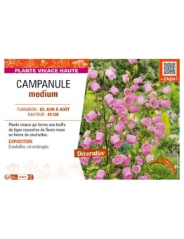 CAMPANULA medium (rose)