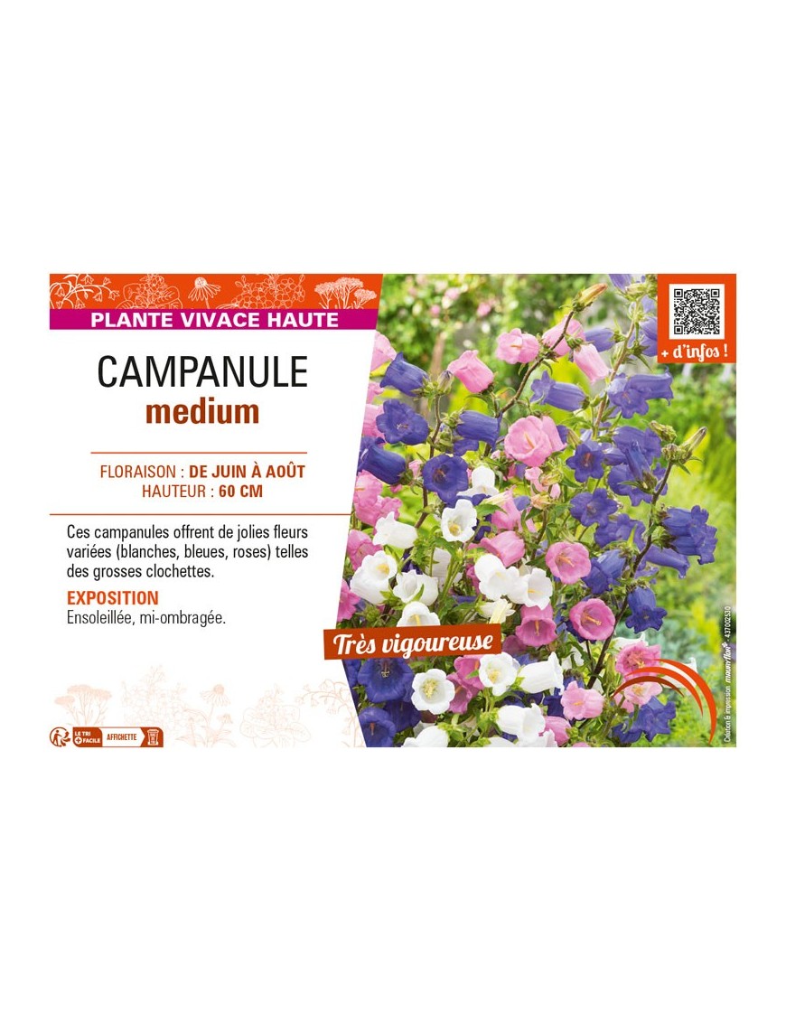 CAMPANULA MEDIUM (varié)