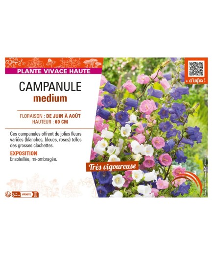 CAMPANULA MEDIUM (varié)