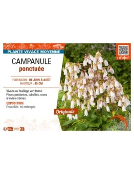 CAMPANULA PONCTUÉE (PUNCTATA)