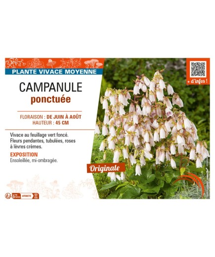 CAMPANULA PONCTUÉE (PUNCTATA)