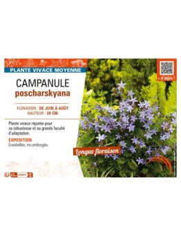 CAMPANULA POSCHARSKYANA