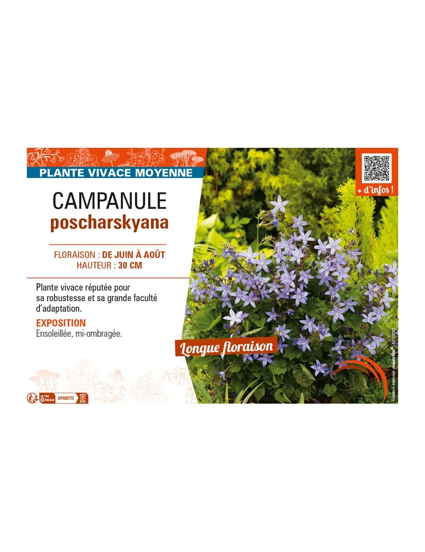 CAMPANULA POSCHARSKYANA