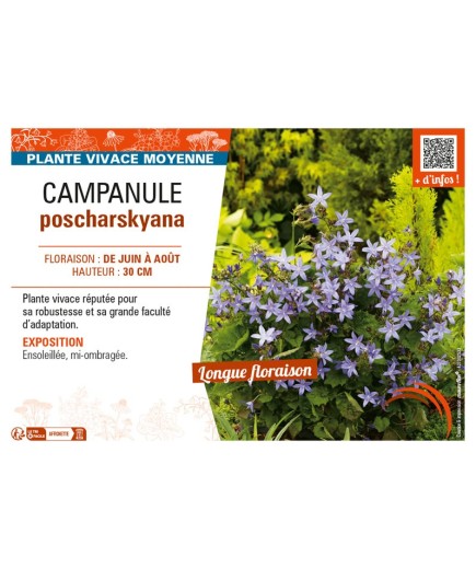 CAMPANULA POSCHARSKYANA