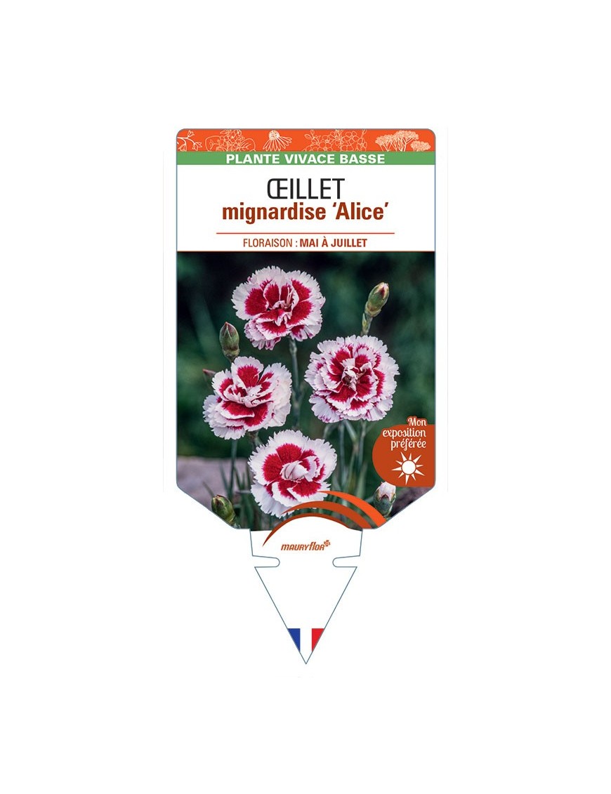 DIANTHUS plumarius Alice voir Œillet mignardise