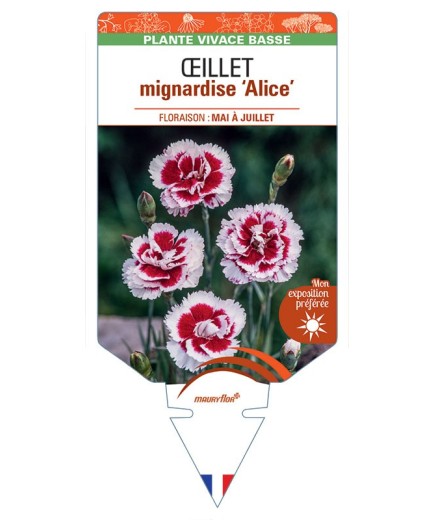 DIANTHUS plumarius Alice voir Œillet mignardise