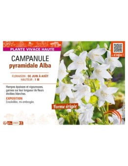 CAMPANULA PYRAMIDALE ALBA