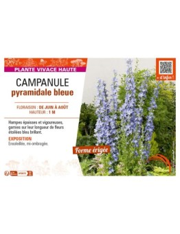 CAMPANULA PYRAMIDALE BLEUE