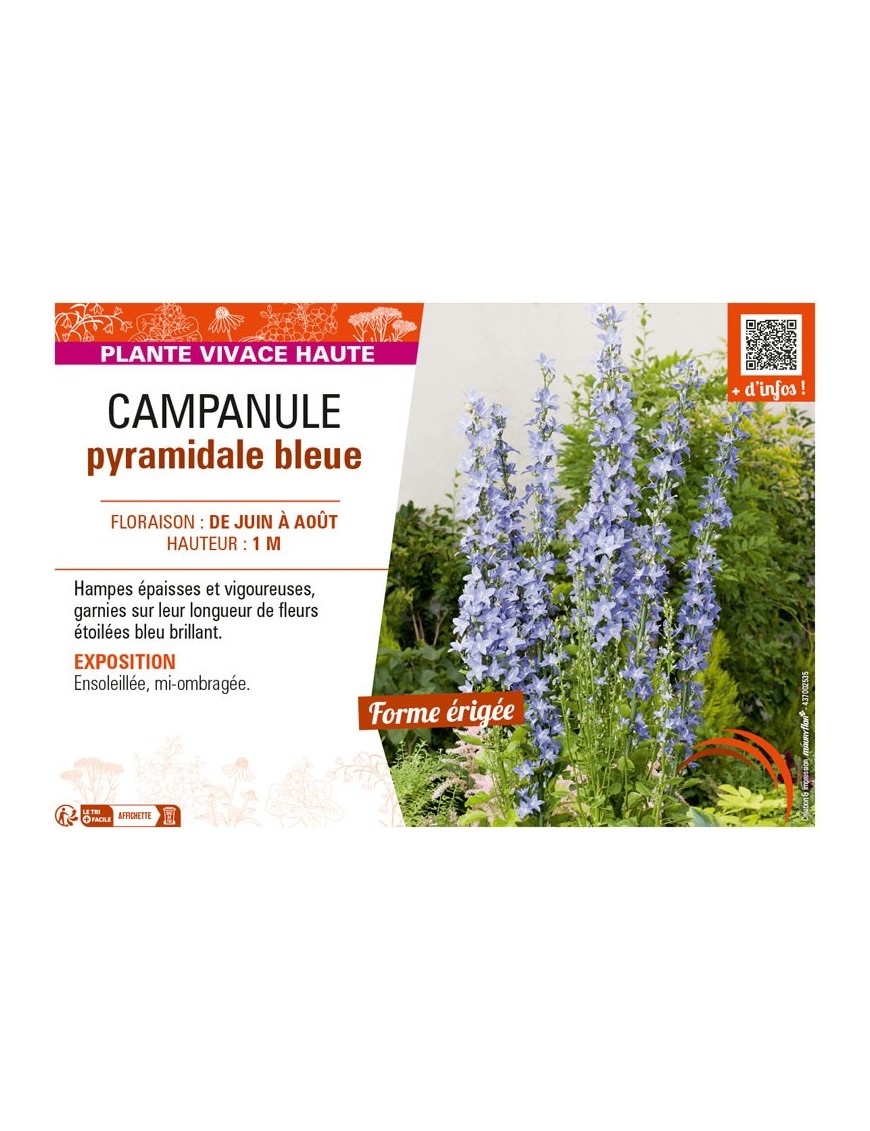 CAMPANULA PYRAMIDALE BLEUE