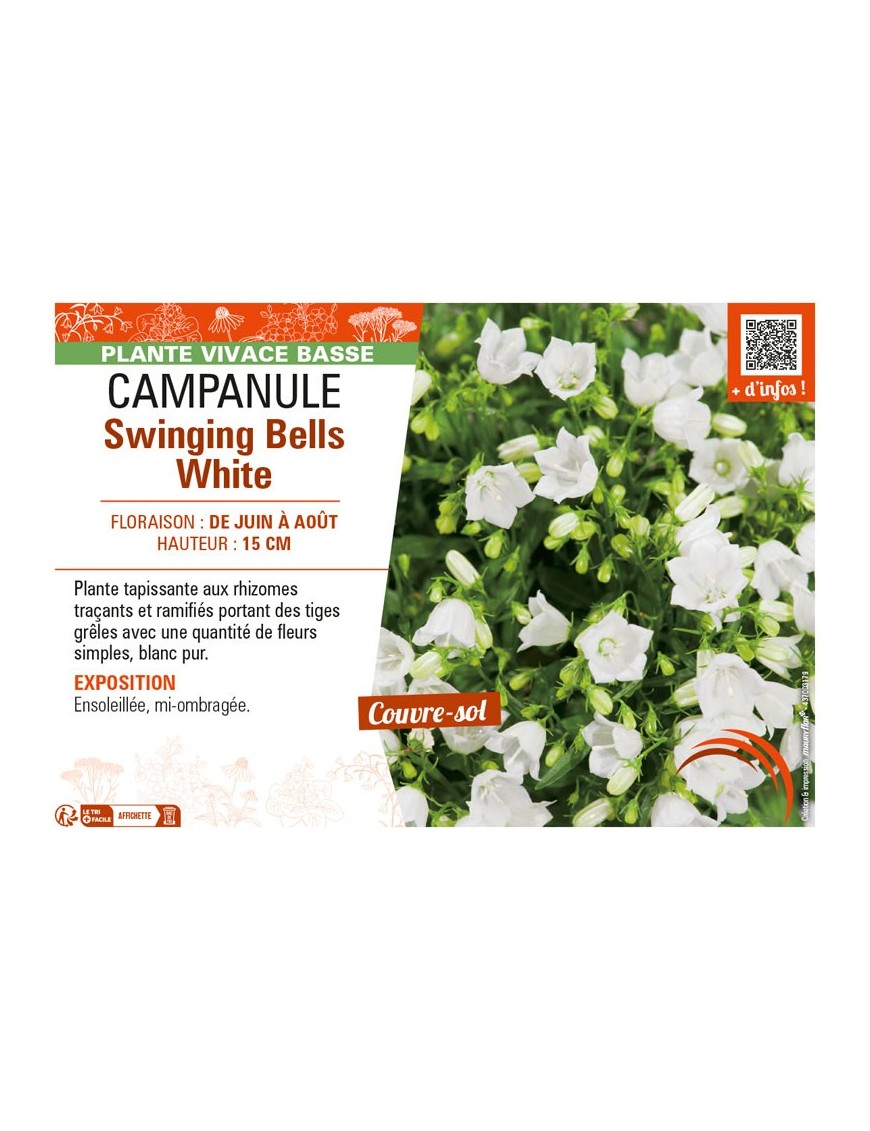 CAMPANULA SWINGING BELLS WHITE
