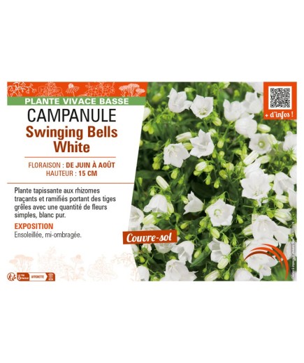 CAMPANULA SWINGING BELLS WHITE