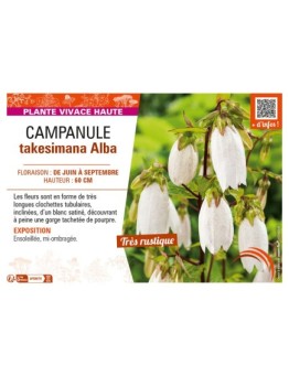 CAMPANULA TAKESIMANA ALBA