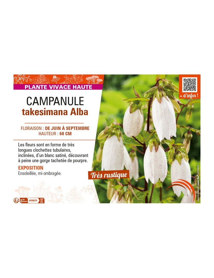 CAMPANULA TAKESIMANA ALBA